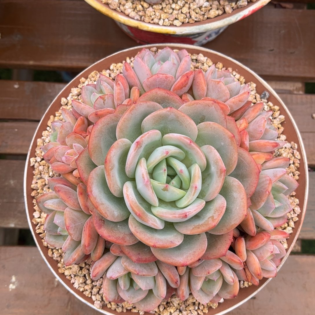 凤橙捧花一物一拍