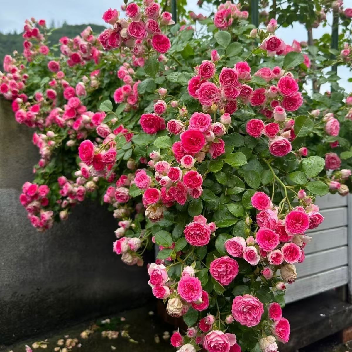 胭脂扣藤本月季爬藤植物蔷薇花大苗阳台庭院拱门花架玫瑰多季开花