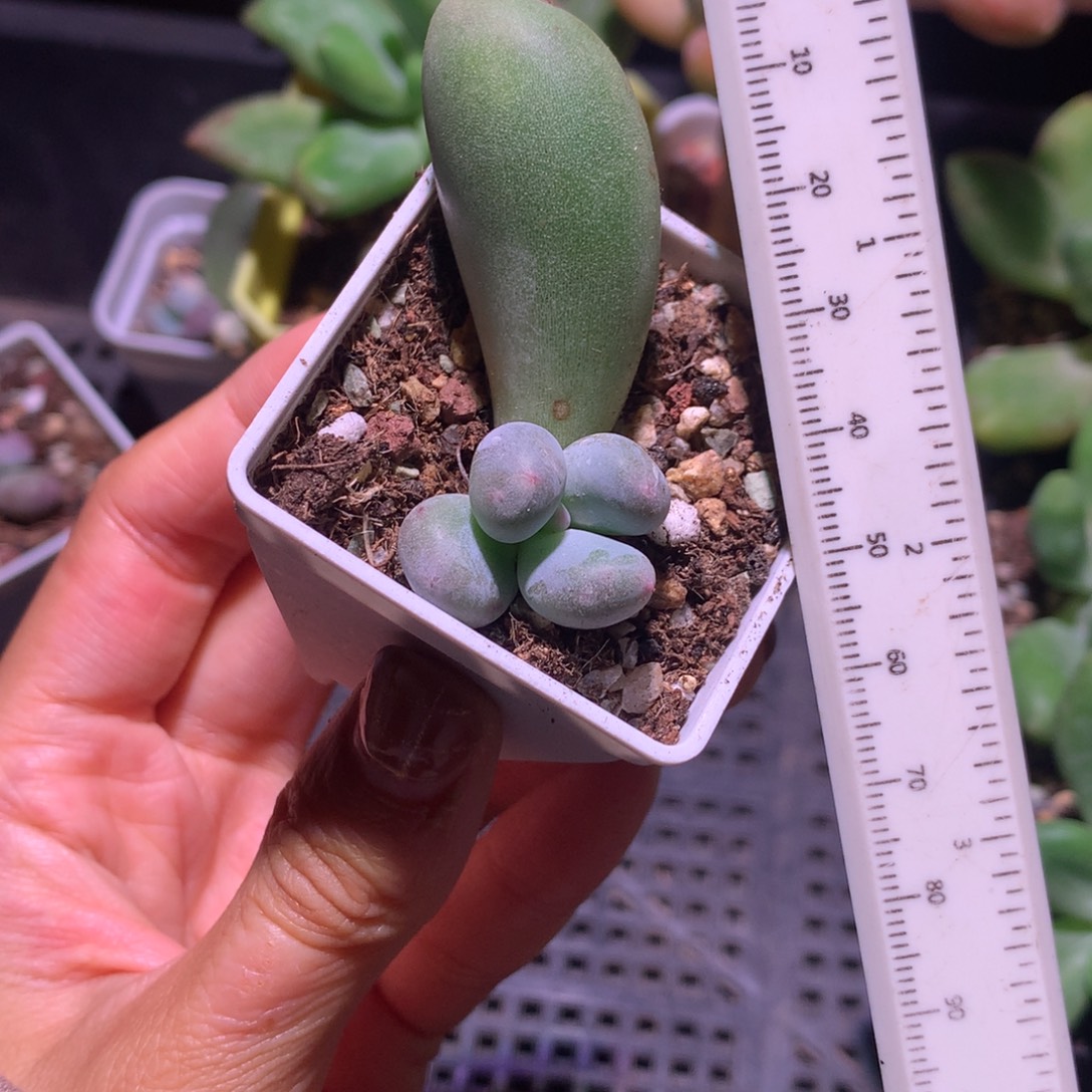 米可奶 精品韩国奶酪多肉