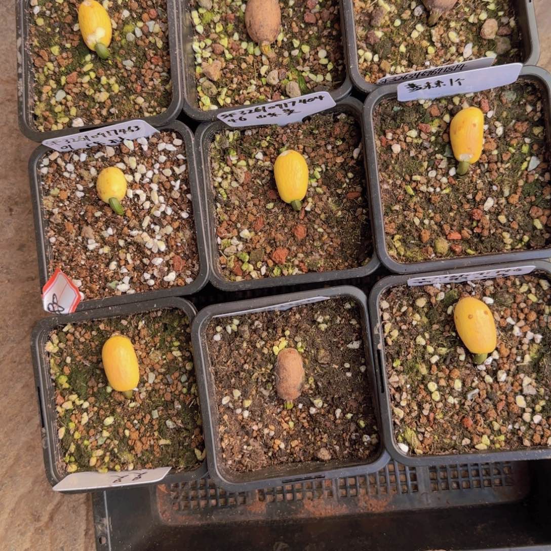 ****6块根植物块根植物