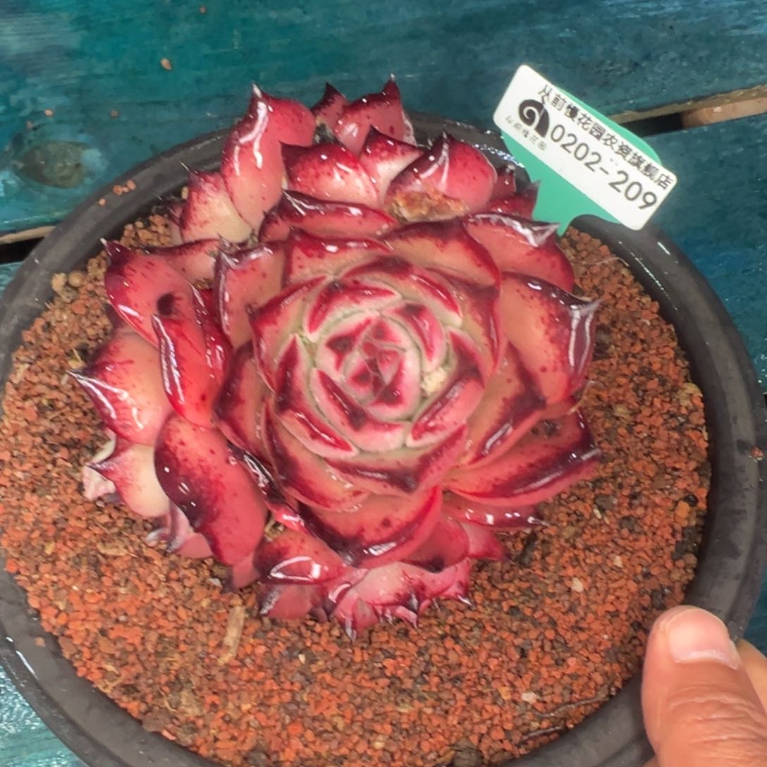 多肉一物一拍0202-209