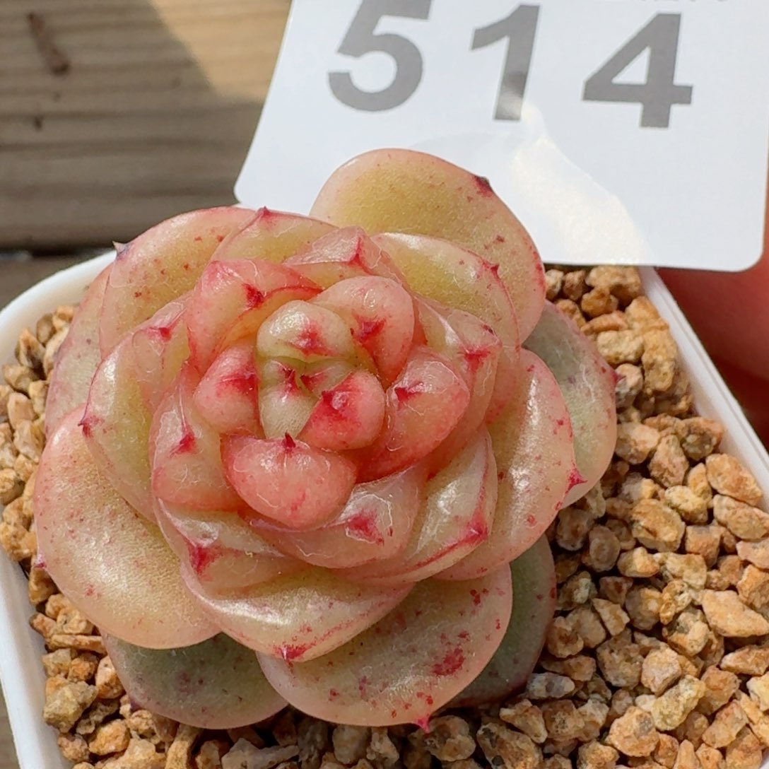 玉芷珍妮         精品多肉