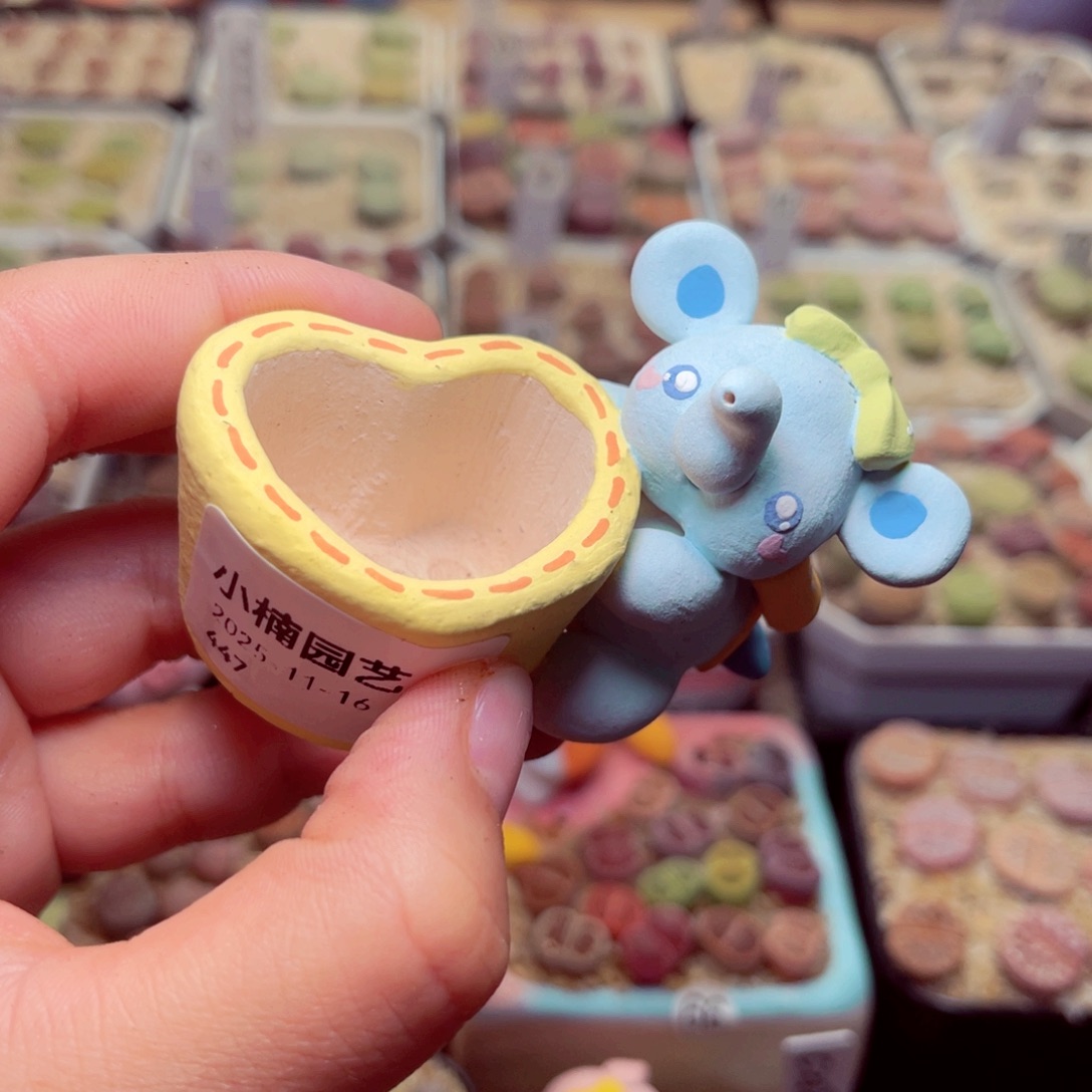 三***一447号带盆包邮发货