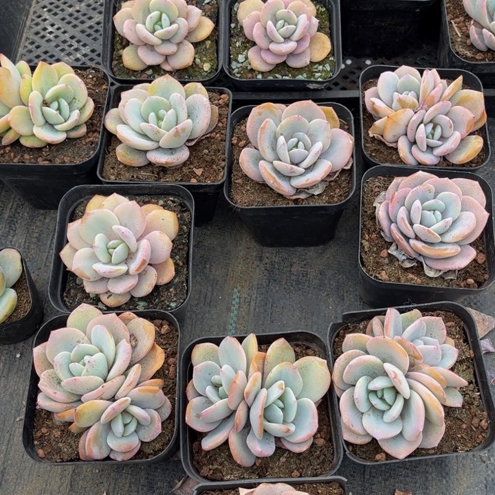 椰砖三块一斤珍珠岩