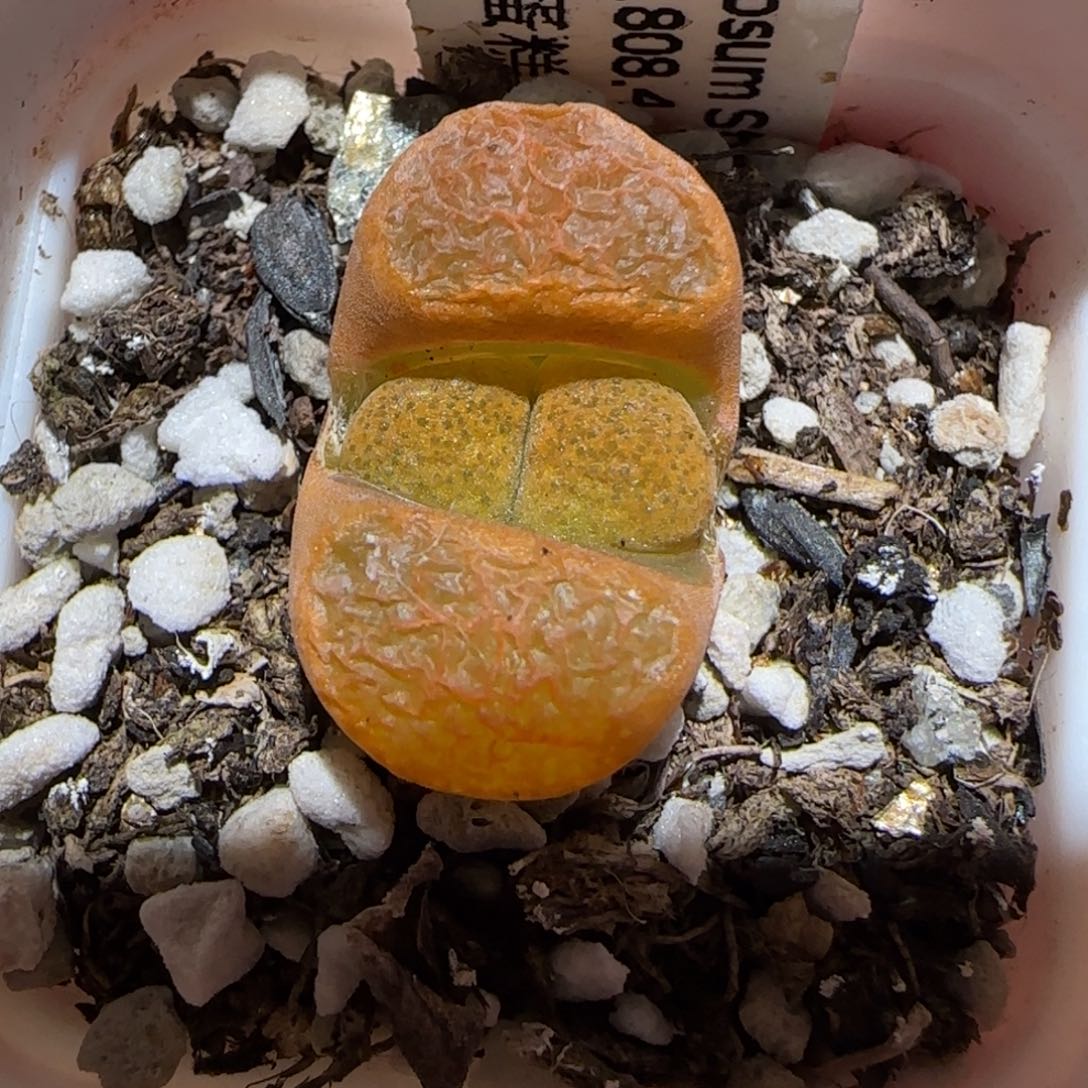 肉锥多肉植物百科-超级蛋糕171