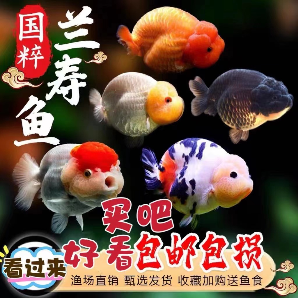 兰寿金鱼小型淡水冷水好养纯种国粹泰狮活鱼鹤顶红锦鲤观赏鱼