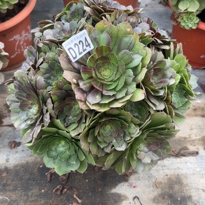 花月夜……多肉植物……