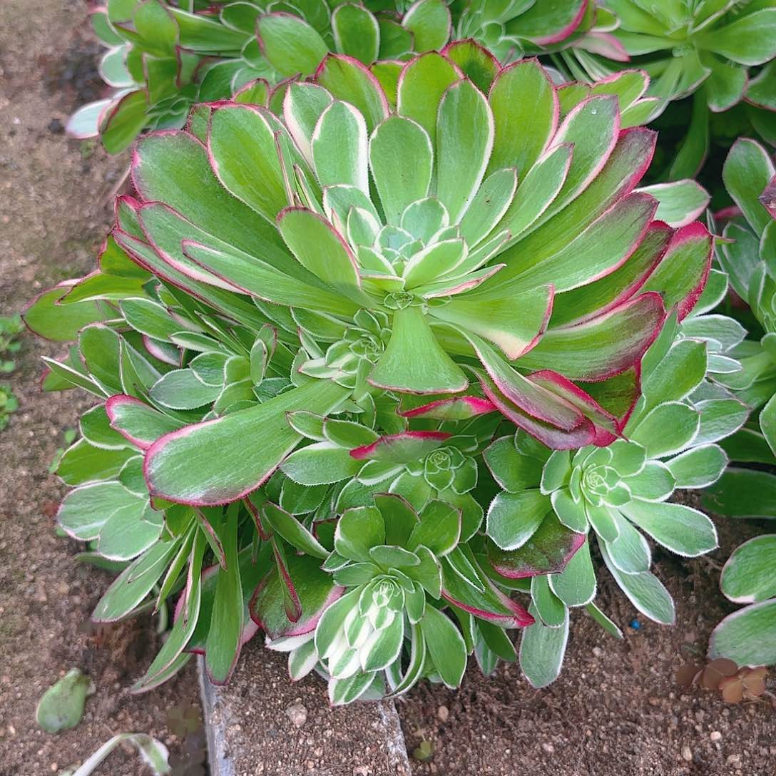 海王手捧多肉植物