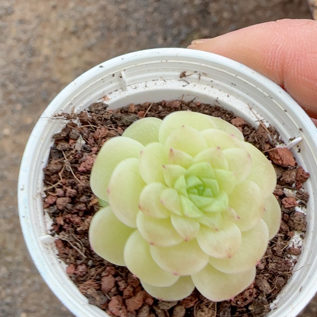 绥*【闪购商品】0224-116（ppt-52）