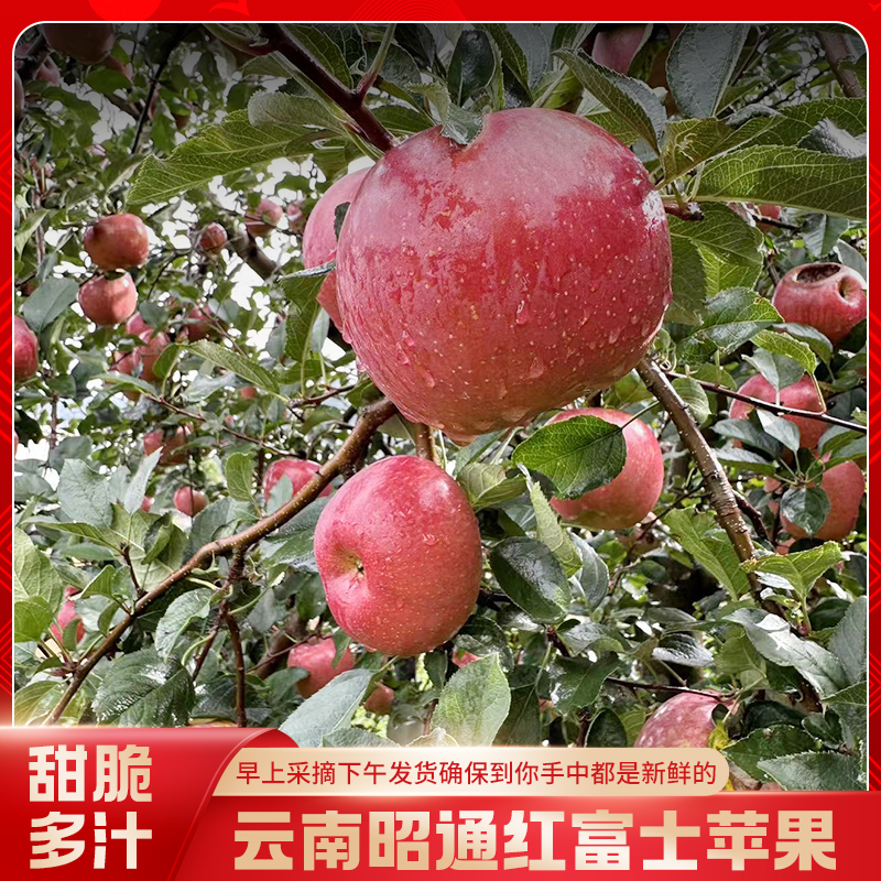 【丹姐专属】正宗云南昭通冰糖心丑苹果新鲜采摘冰糖心水果脆甜多汁