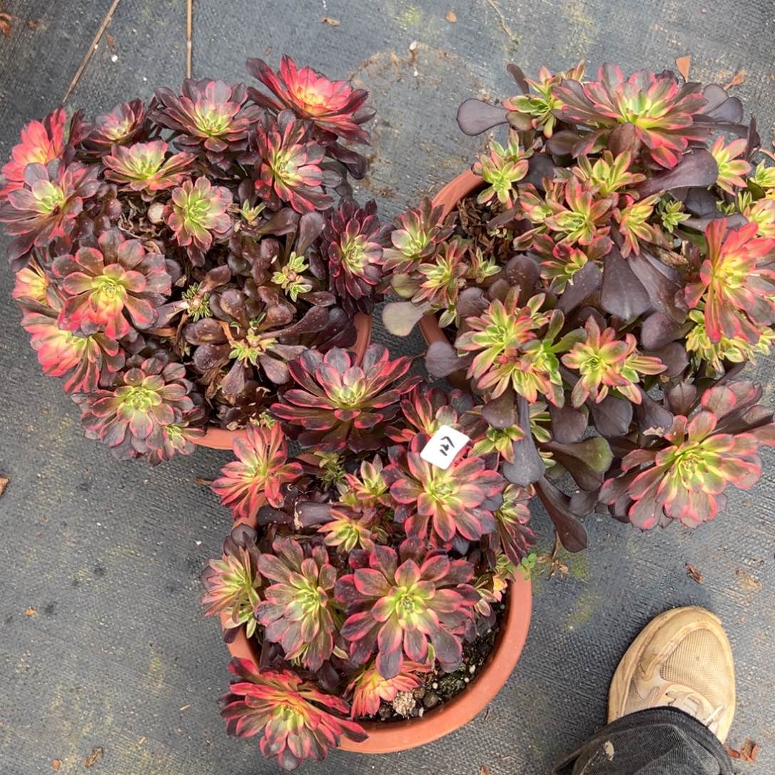 127烟一颗母本15多肉