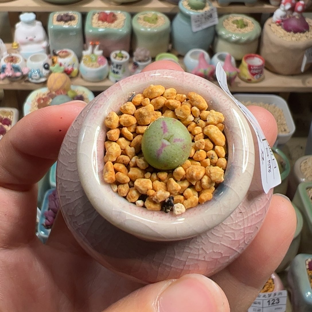 多肉植物130号奔驰