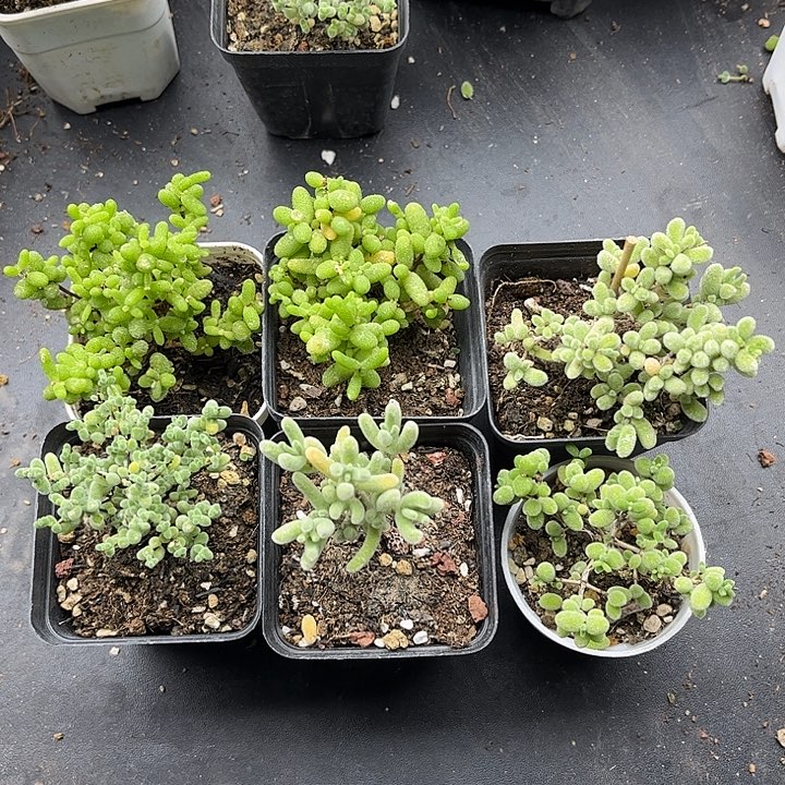 001新手套餐6颗组合优选
