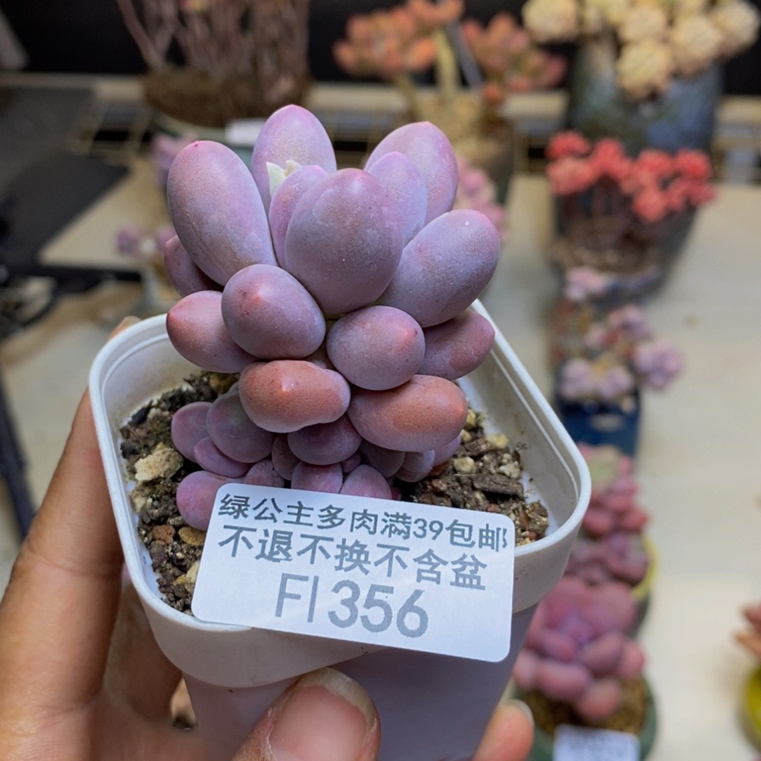 356香水手指奶多肉5cm