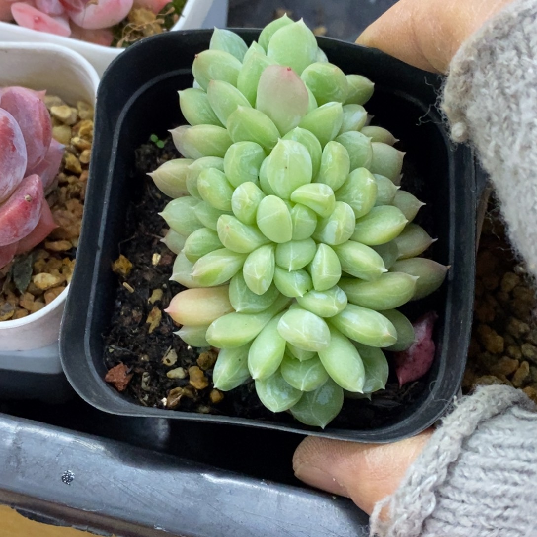 精品多肉一物一拍不包整55