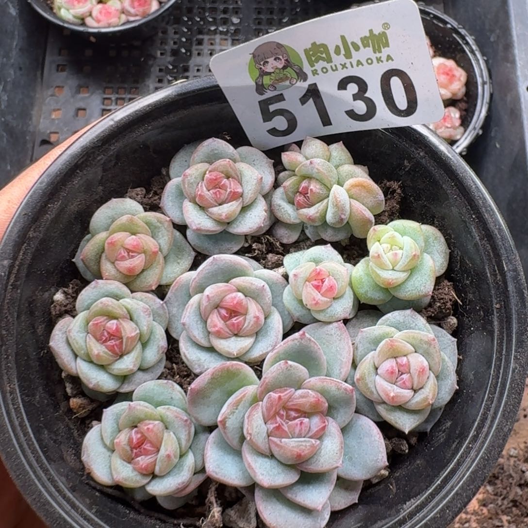 多肉植物多肉植物