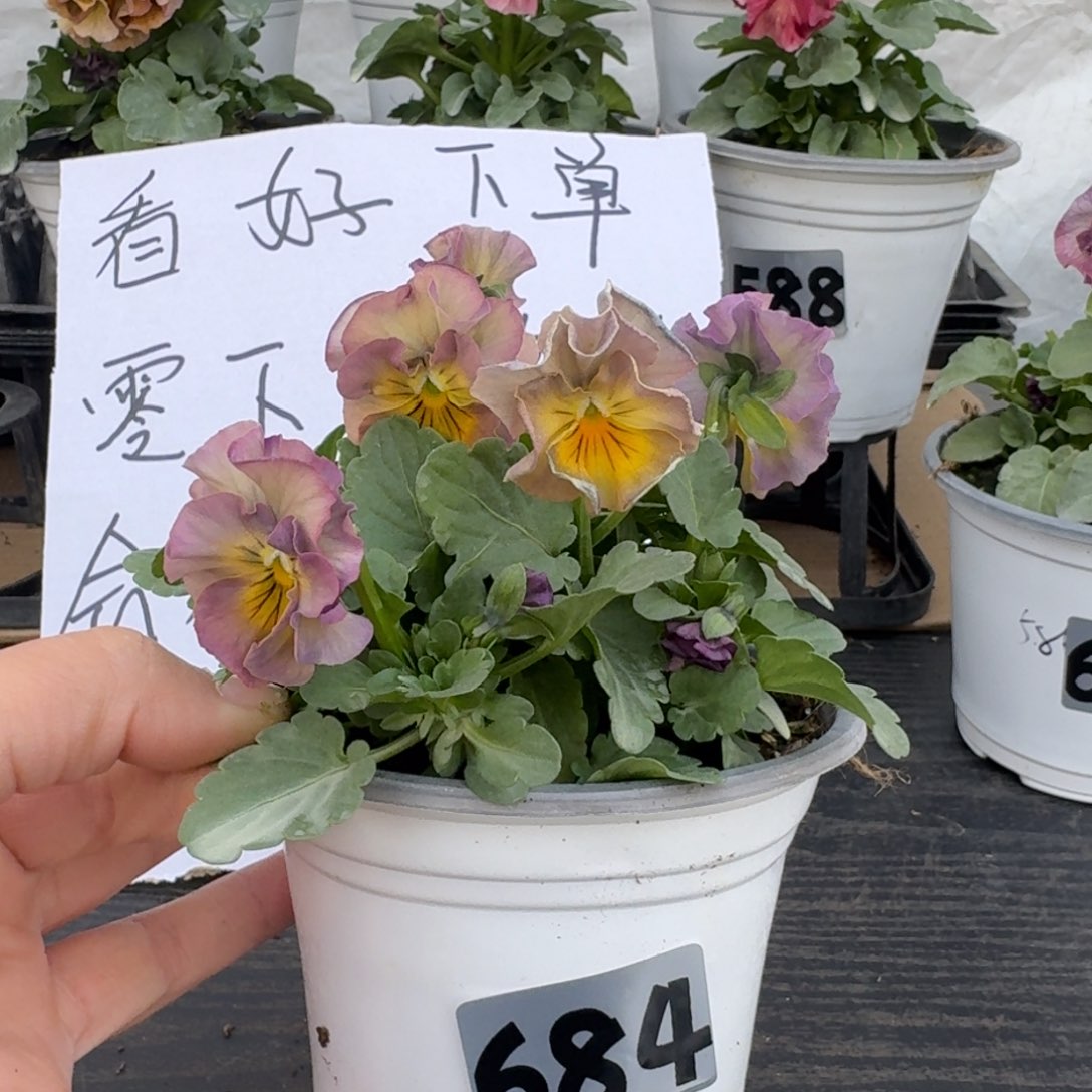 全部花朵684号彩虹女神