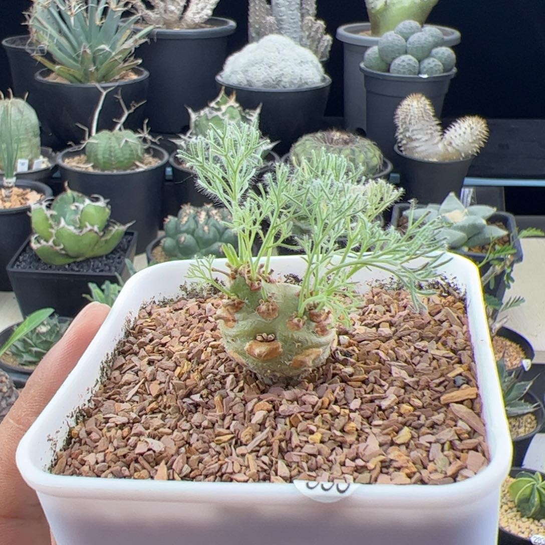 白皮月界种播实生一物一拍