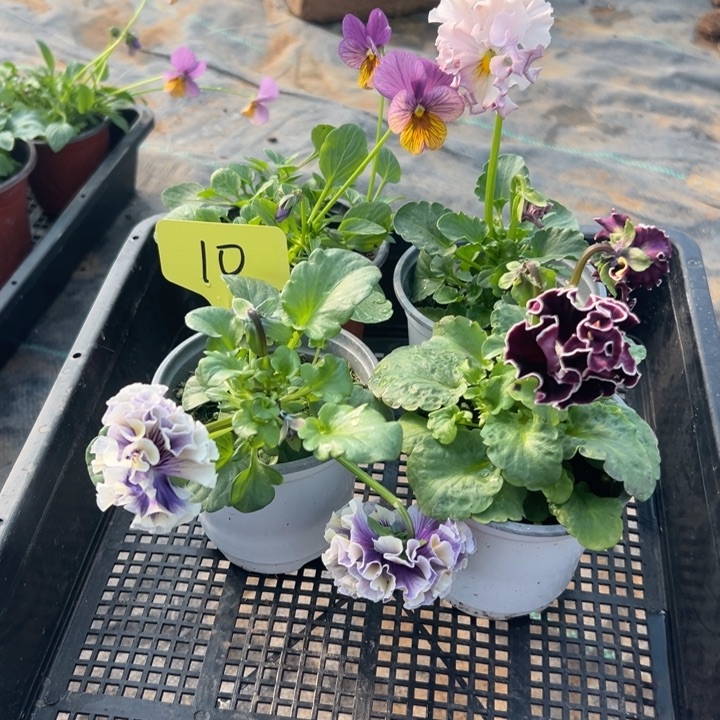 完全开放角瑾10无售后