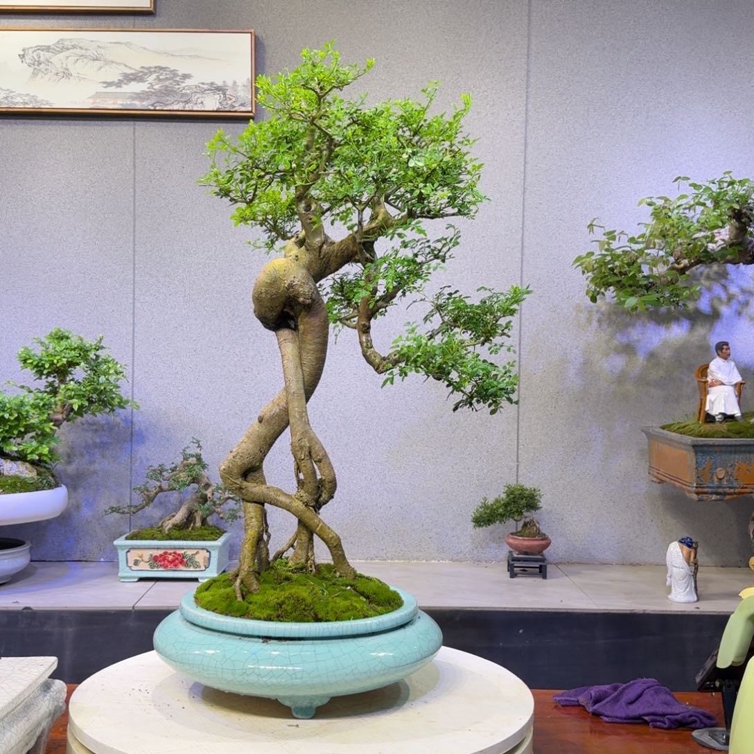 无花朵白蜡盆景白蜡1000