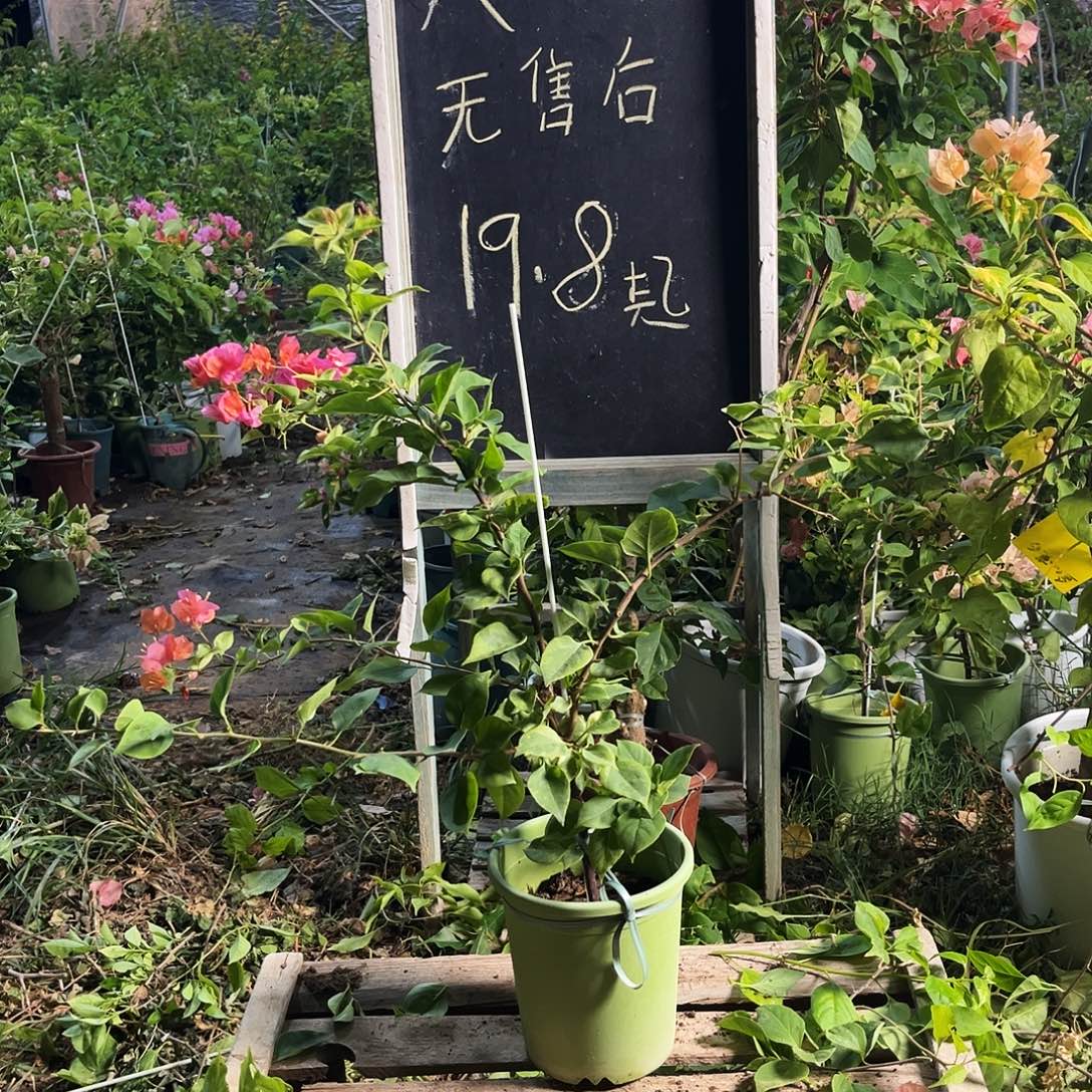 完全开放三角梅三角梅906