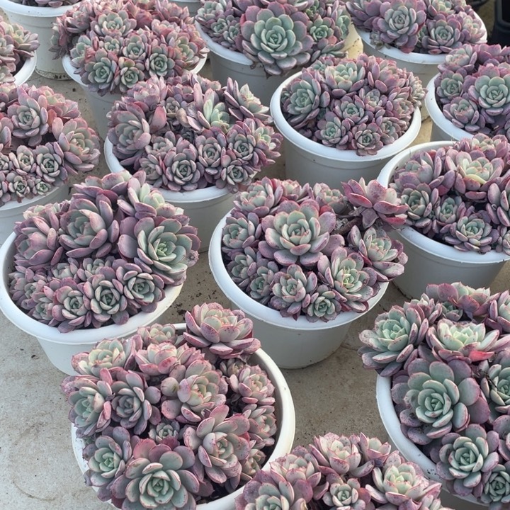凌波仙子多肉植物