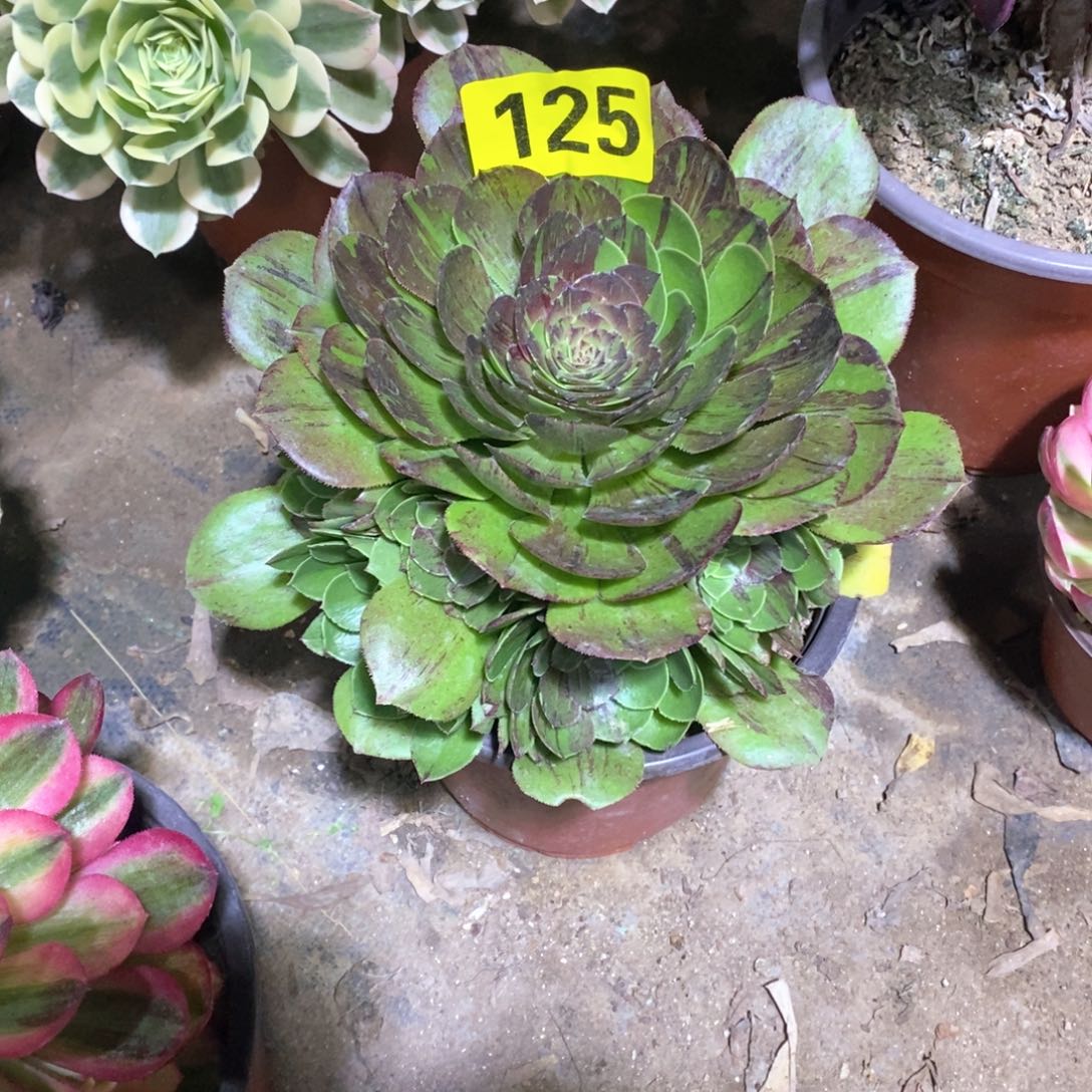 花月夜多肉植物125