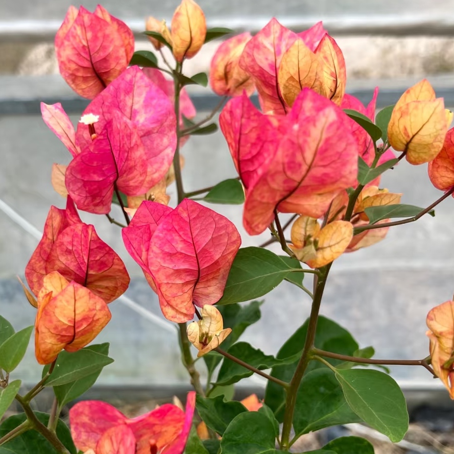 【阿珠娜】复色花中勤花品种！喜阳！三角梅