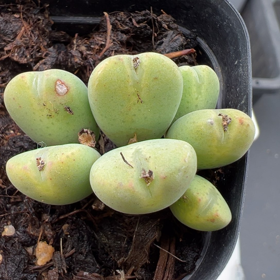 2.24好看的多肉脱土发货895