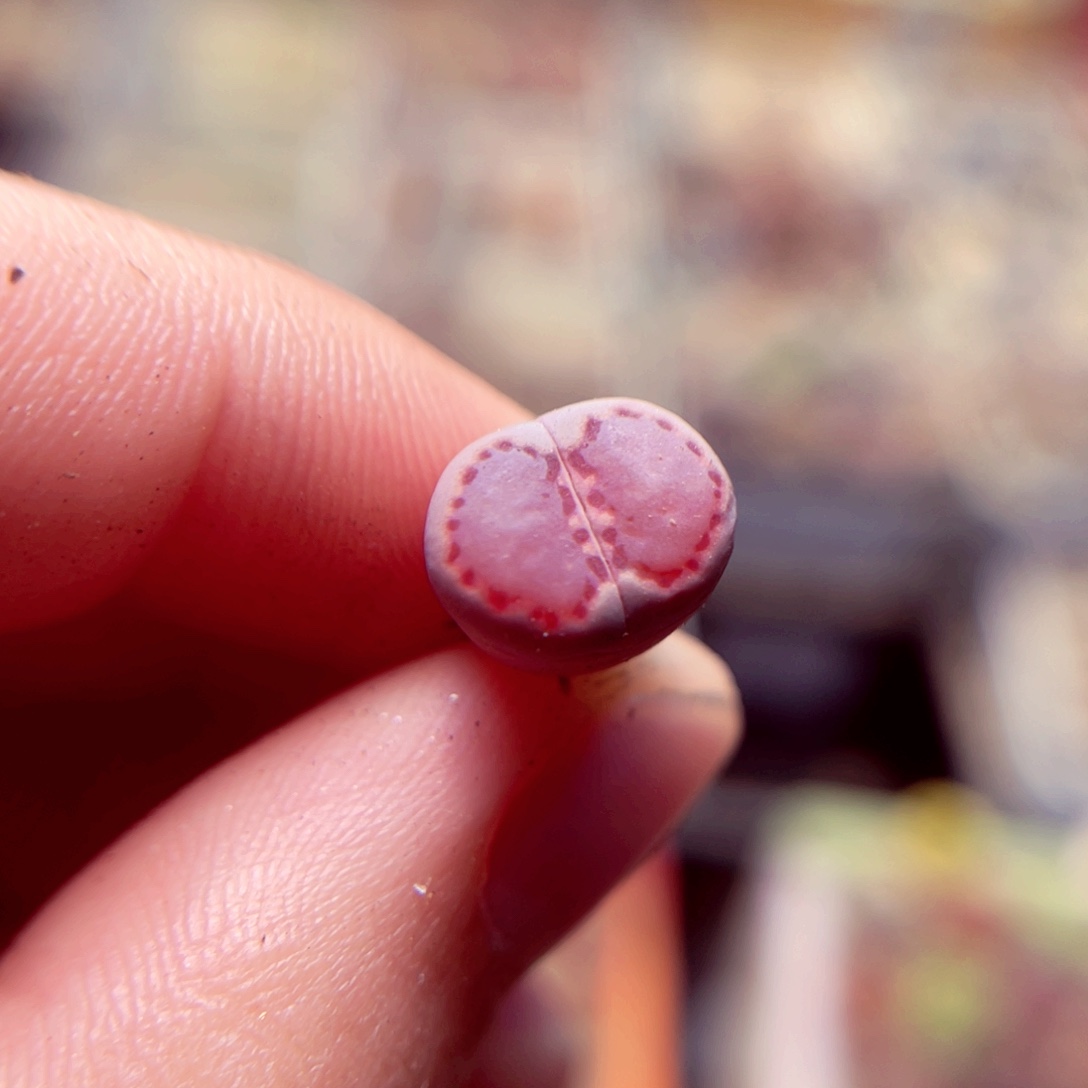 一***鱼355号带盆包邮发货