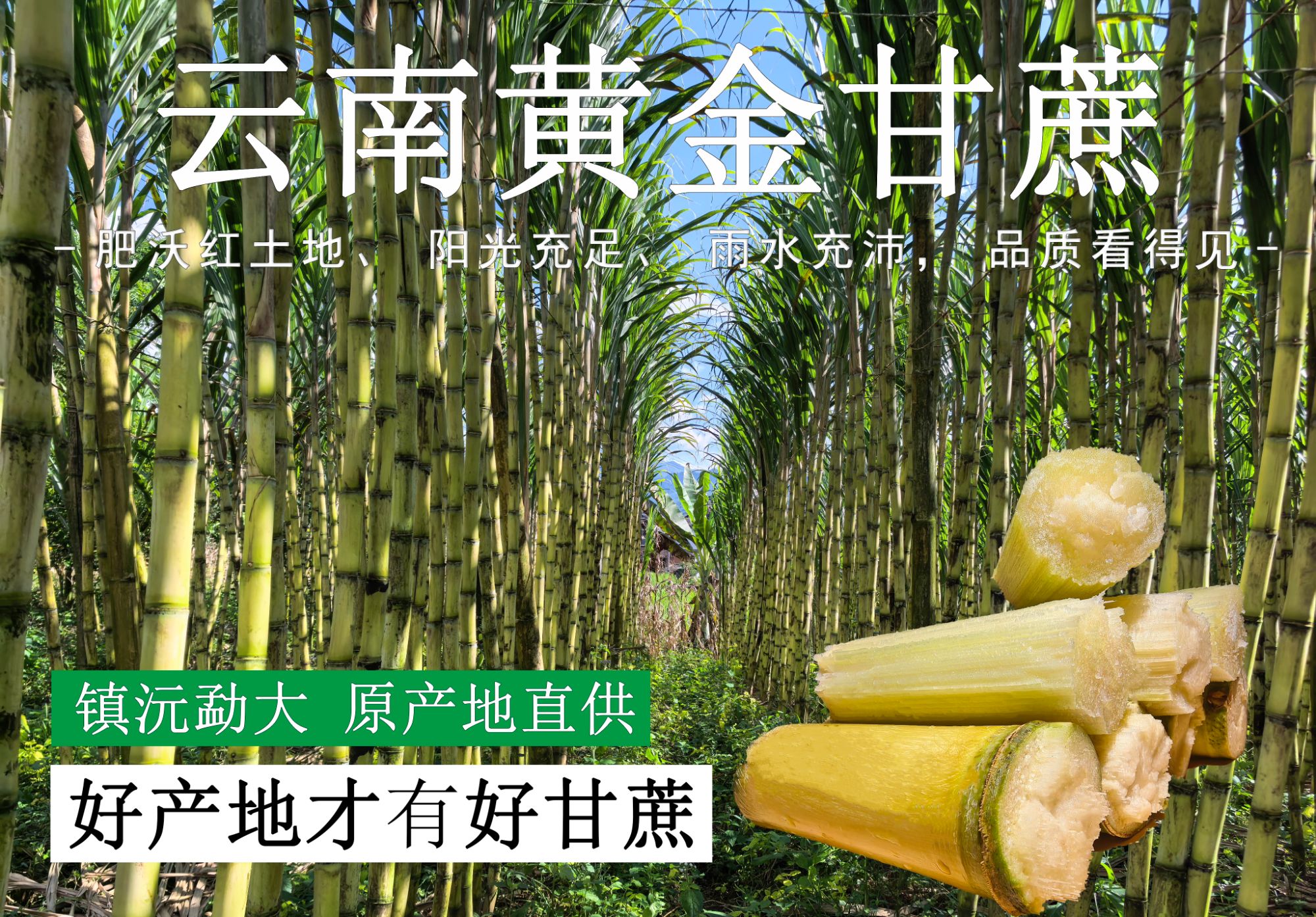 云南勐大甘蔗【精选大棵】 现砍现发 新鲜直达 清甜多汁好口感