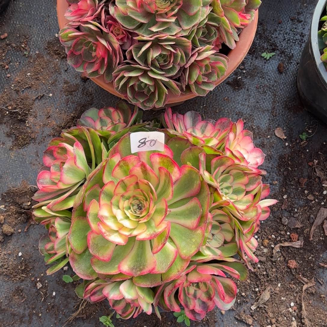 云南多肉植物组拍