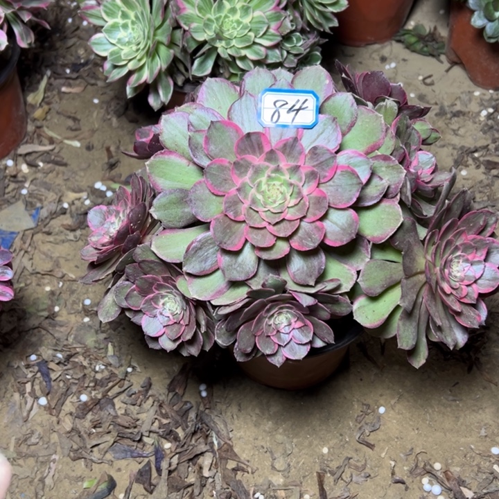 多肉植物粉花妖84