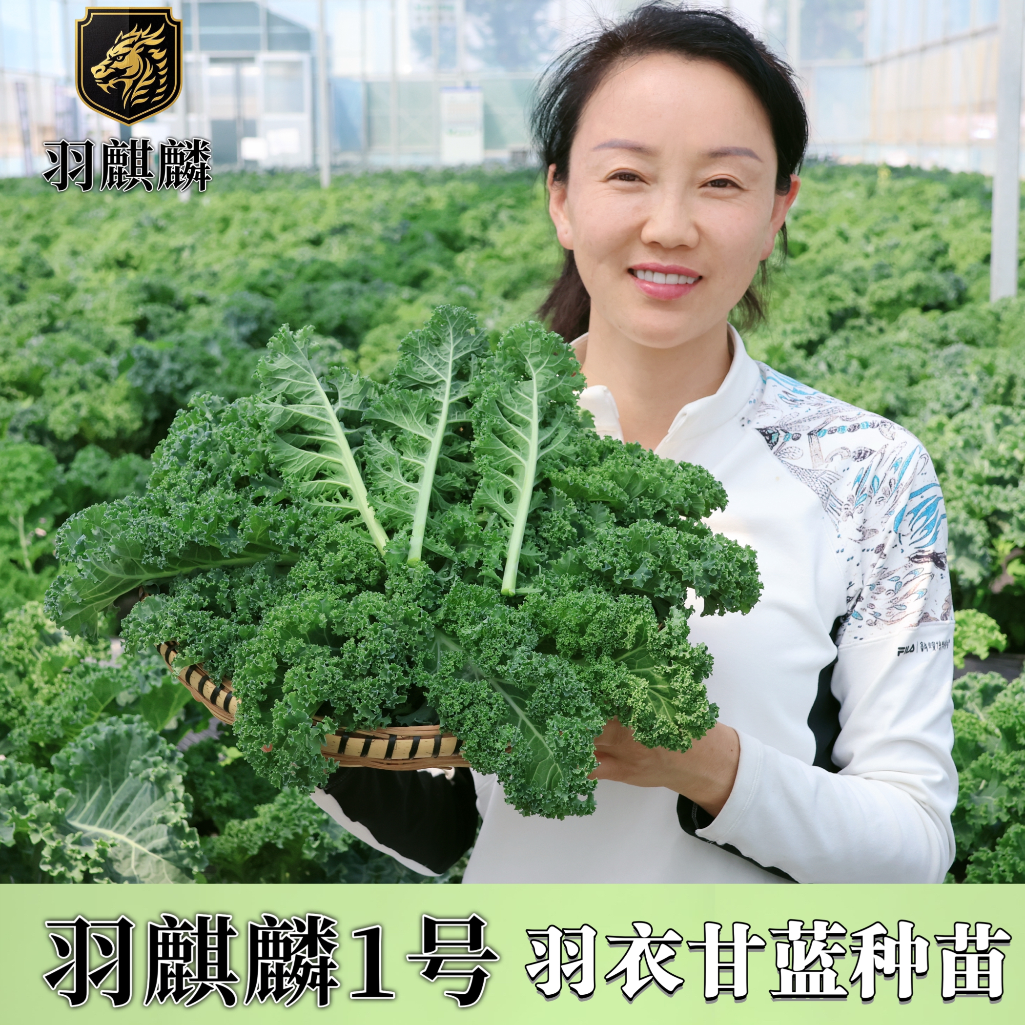 【进口大田专用苗】羽麒麟系列鲜食羽衣甘蓝+皱叶菜种苗