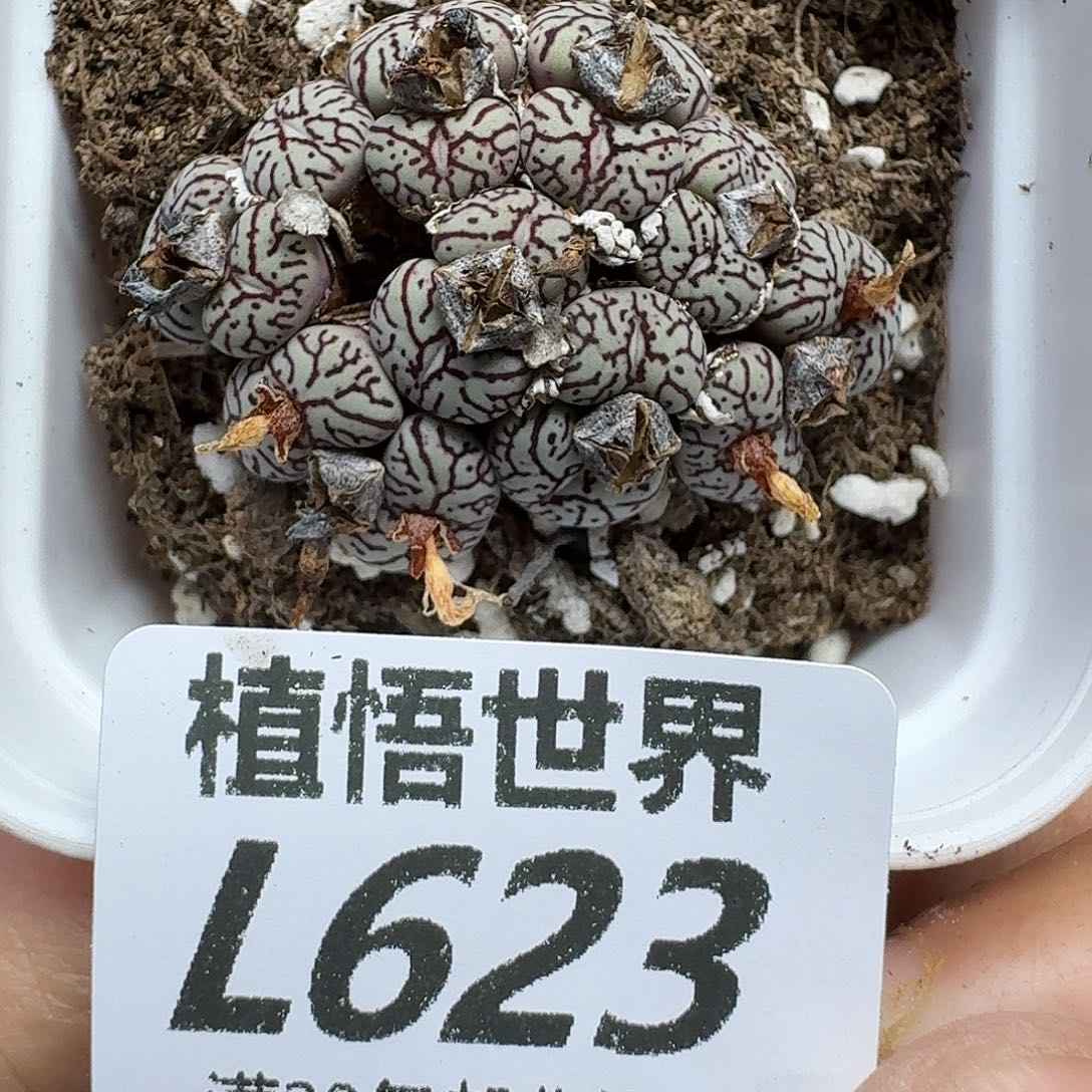 多肉植物的人生fhh