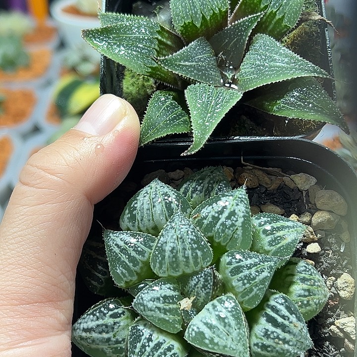 阳***光十二卷多肉雪景色