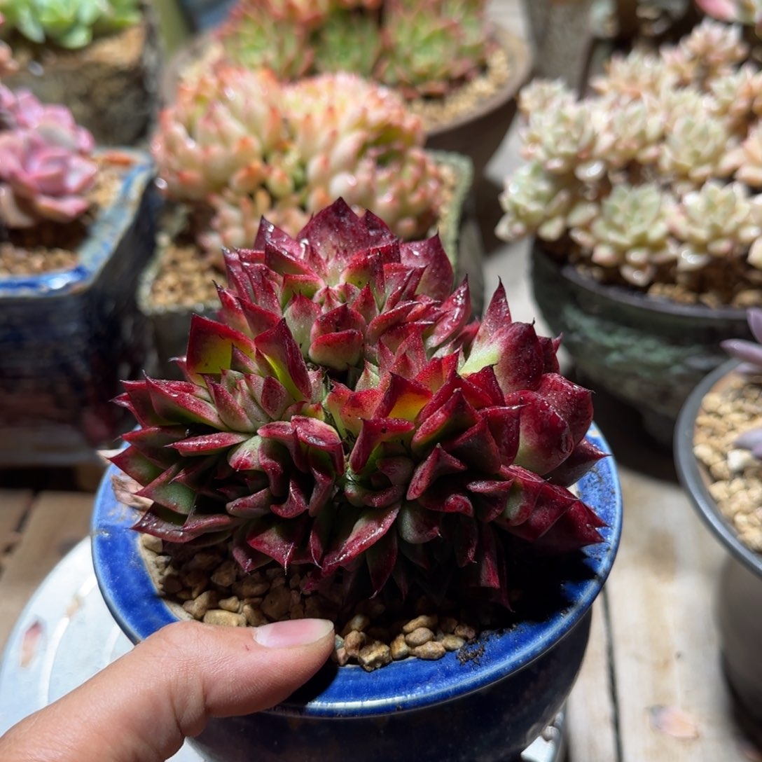 天火辣椒多肉植物duoshibu