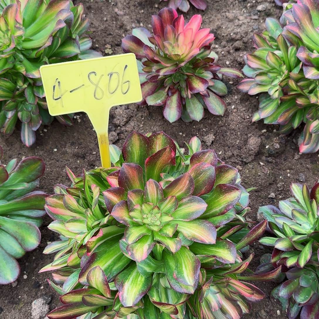 4-806+--多头多肉多头多肉