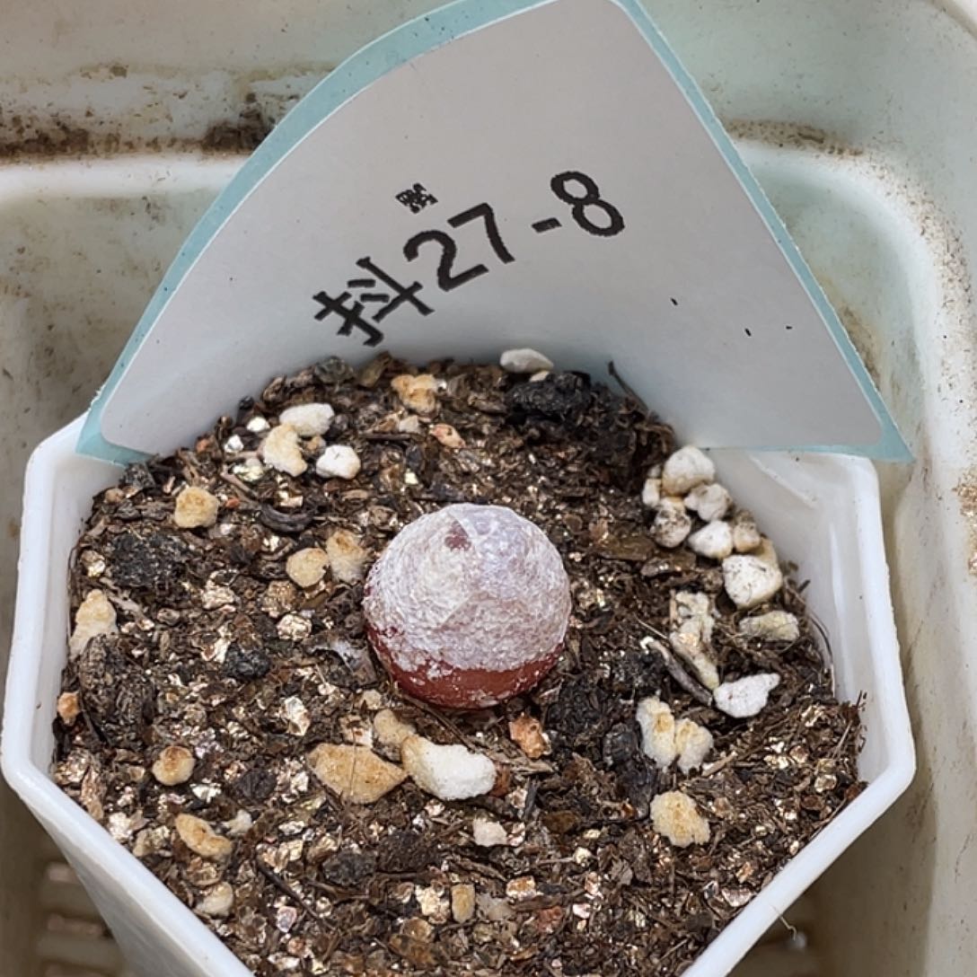 27-8灯泡多肉植物