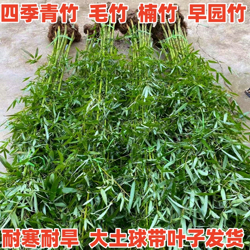 青竹毛竹早园竹四季竹四季常青全冠不修剪竹苗庭院围墙植物地栽竹