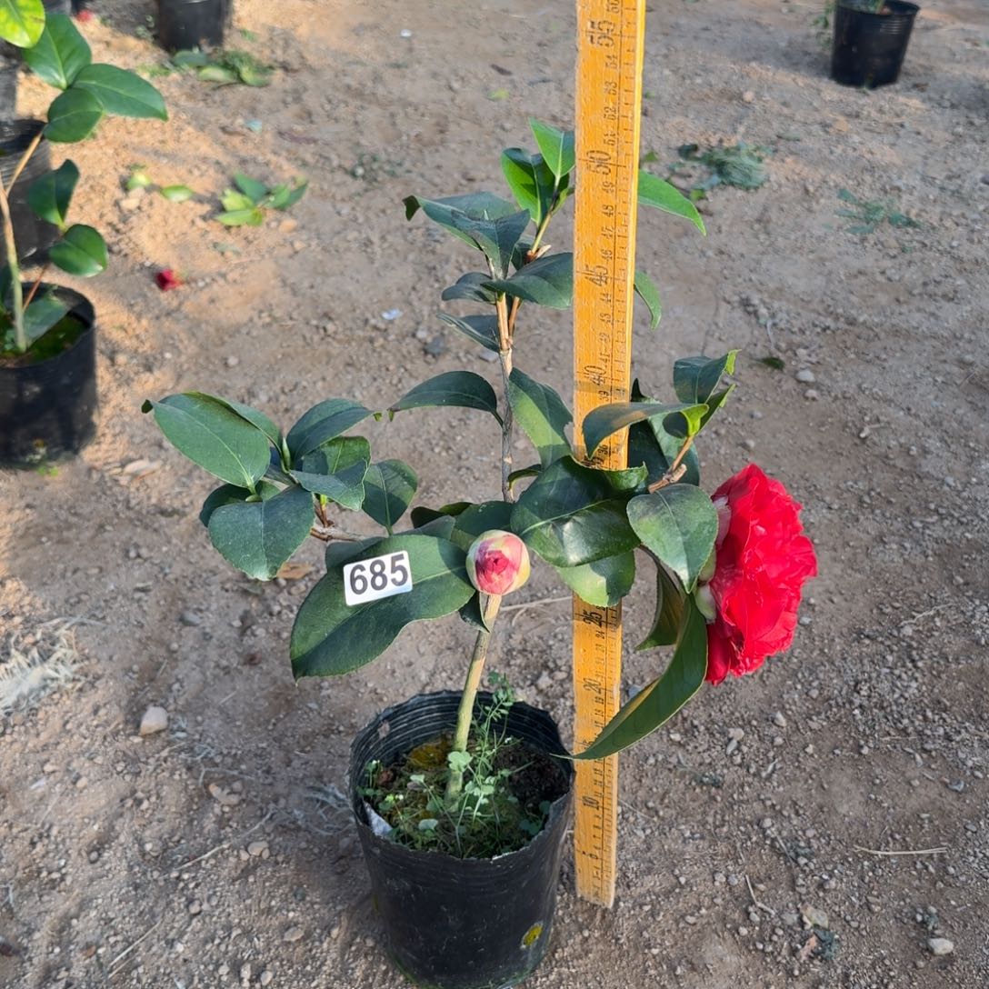 少量花朵（建议范围：2朵-5朵 或40%以下）685云斑一个花苞