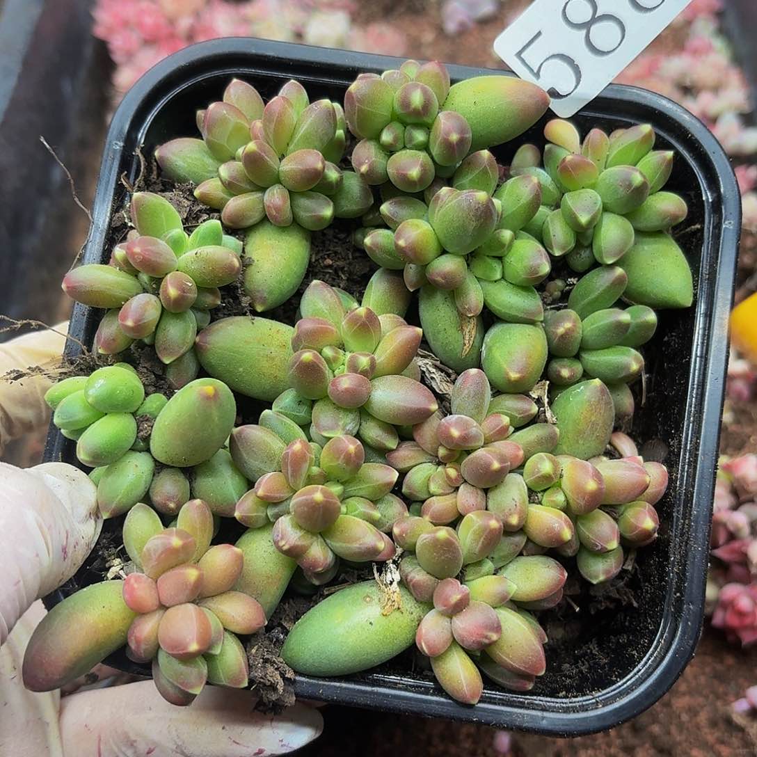 多肉植物多肉植物588