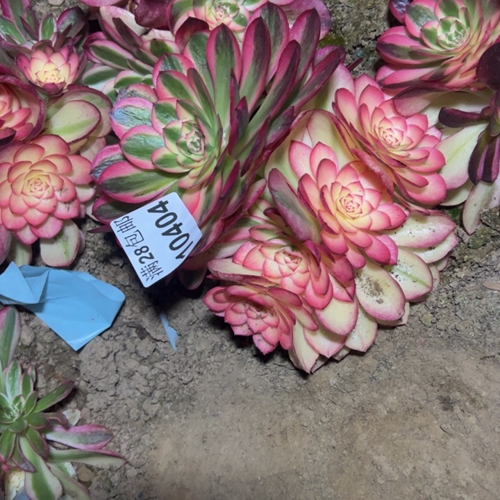 10404南荔枝多肉植物