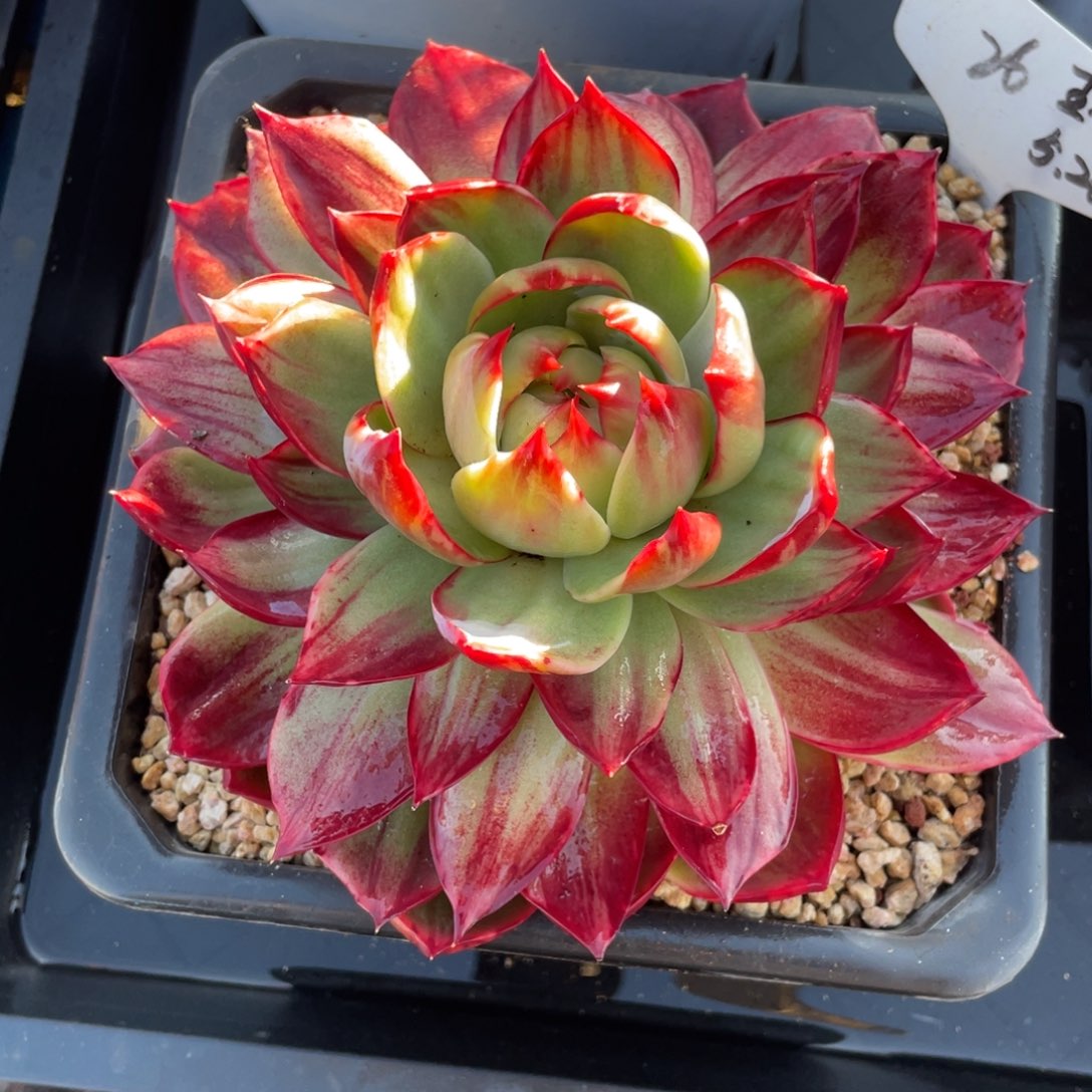 惊鸿仙子冠服19左右