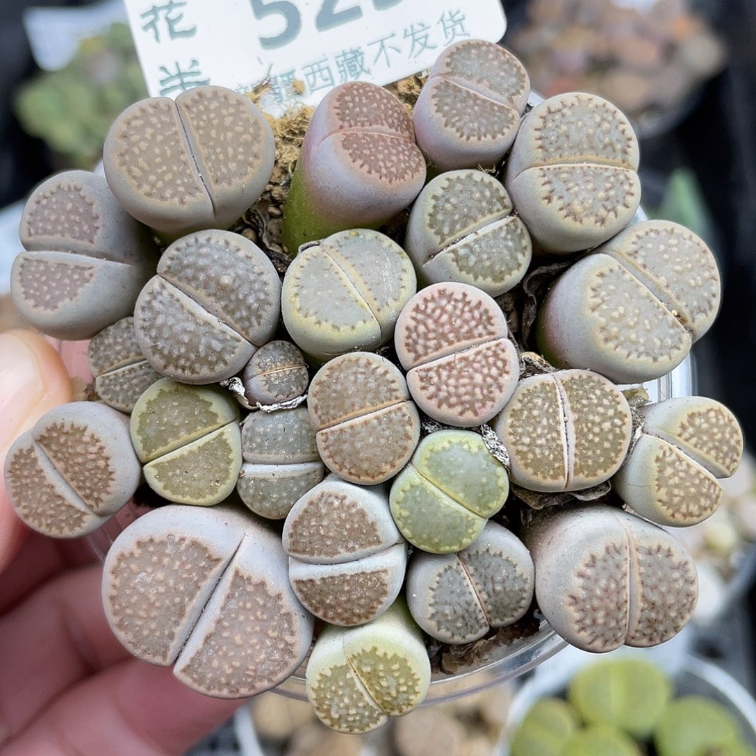 529000000花花花花花