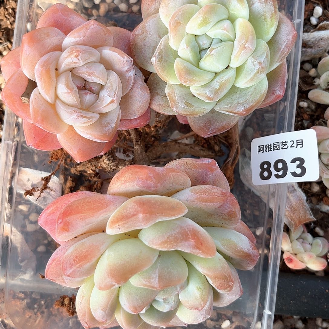 阿雅园艺。   893