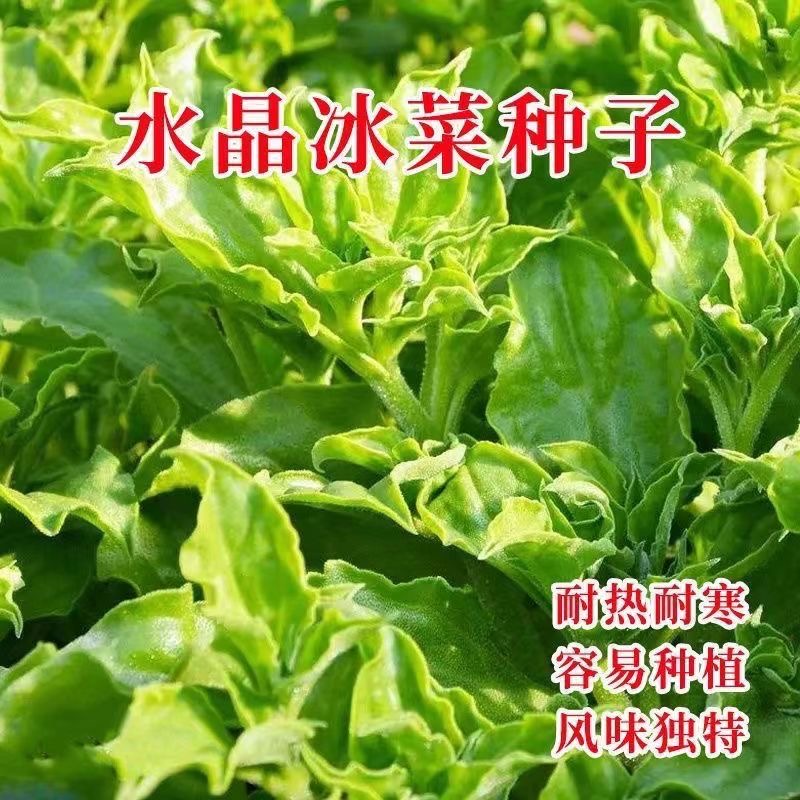 【水晶冰菜种子】四季水晶冰菜种子冰草菜阳台稀有蔬菜野菜蔬菜种子