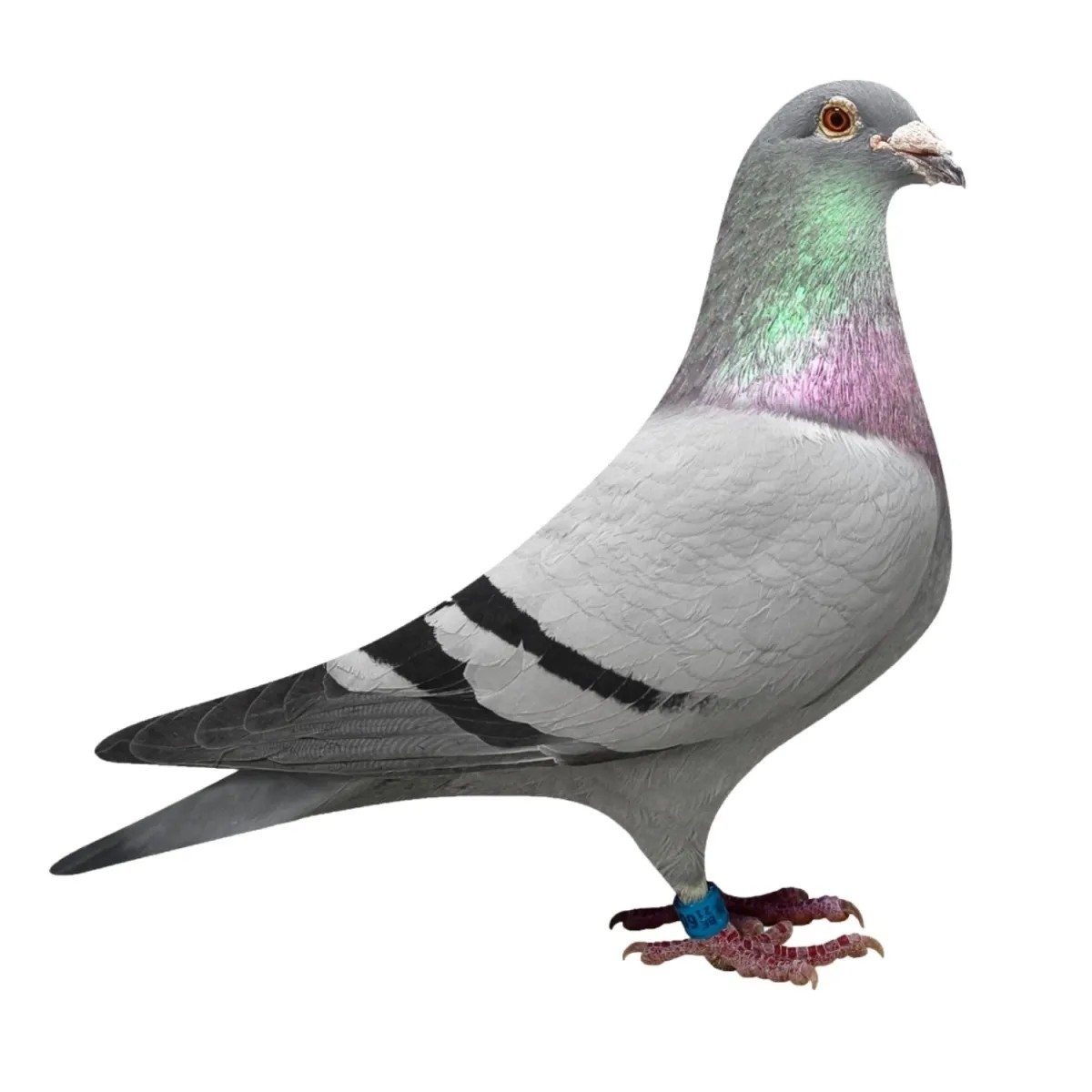 鸽子信鸽成绩鸽公棚鸽优质血统纯正瓦灰信鸽赛鸽种鸽