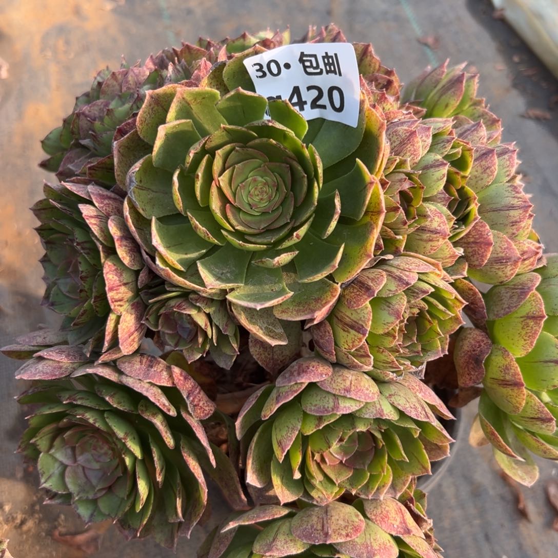 420万拉丝多肉法师