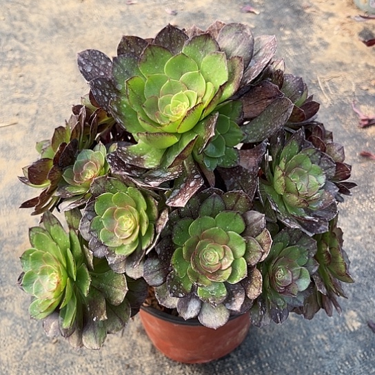 多肉植物黑魔73号